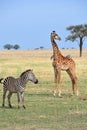 Giraffe and zebra in a Tanzanian national park Royalty Free Stock Photo