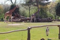 Giraffe and zebra walking in zoo in germany