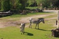 Giraffe and zebra walking in zoo in germany