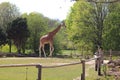 Giraffe and zebra walking in zoo in germany