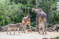 Giraffe and zebra in a wildlife park, zoo safari Royalty Free Stock Photo