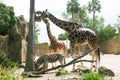 Giraffe and zebra in a wildlife park, zoo safari Royalty Free Stock Photo