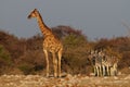 Giraffe with zebras, etosha nationalpark, namibia