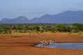 Giraffe and zebras near a pool, Kenya, Africa