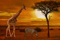 Giraffe and zebras at sunset background. African amazing sunset