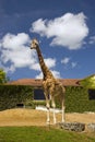 Giraffe at a zoo Royalty Free Stock Photo