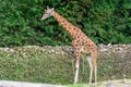 A Giraffe at the zoo Royalty Free Stock Photo