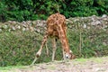 A Giraffe at the zoo Royalty Free Stock Photo