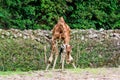 A Giraffe at the zoo Royalty Free Stock Photo