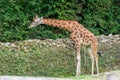 A Giraffe at the zoo Royalty Free Stock Photo