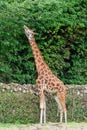 A Giraffe at the zoo Royalty Free Stock Photo