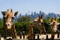 Giraffe Zoo 3