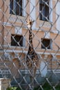 A giraffe in a zoo in an aviary behind a net. Focus on the giraffe Royalty Free Stock Photo