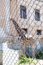 A giraffe in a zoo in an aviary behind a net. Focus on the grid Royalty Free Stock Photo