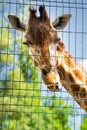 Giraffe at zoo behind fence, bars. wild animals in captivity