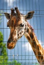 Giraffe at zoo behind fence, bars. wild animals in captivity