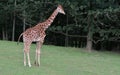 Giraffe in ZOO in Dvur Kralove nad Labem Royalty Free Stock Photo