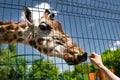 Giraffe at zoo feed it grass through bars. wild animals in captivity