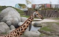 Giraffe at the zoo in Netherlands.