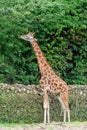 A Giraffe at the zoo Royalty Free Stock Photo