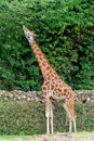 A Giraffe at the zoo Royalty Free Stock Photo