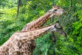 Giraffe Zoo In The Green Forest Background And Texture