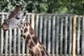 Giraffe in a zoo in Hungary