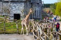 Giraffe in the zoo Pairi Daiza, Belgium