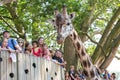 Giraffe in a zoo with the public