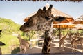 The giraffe in the zoo is staring for food Royalty Free Stock Photo