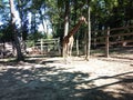 Giraffe at zoo Targu Mures Royalty Free Stock Photo