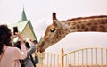 Giraffe in the zoo