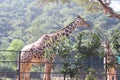 Giraffe  in Zoological Park Royalty Free Stock Photo