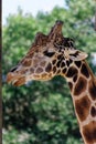 Giraffe in ZooTampa at Lowry Park Royalty Free Stock Photo