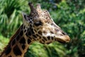 Giraffe in ZooTampa at Lowry Park Royalty Free Stock Photo