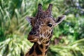 Giraffe in ZooTampa at Lowry Park Royalty Free Stock Photo