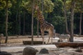 Giraffee and zebra in Chiangmai night safari Royalty Free Stock Photo