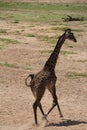 Giraffelooking for food day time. Royalty Free Stock Photo