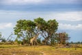 A giraffe roams the African bush. Royalty Free Stock Photo