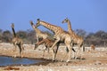 A herd of giraffes at the Klein Namutoni water hole Royalty Free Stock Photo