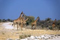 A herd of giraffes at the Klein Namutoni water hole Royalty Free Stock Photo