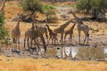 A herd of giraffes at a water hole Royalty Free Stock Photo