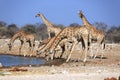 A herd of giraffes at the Klein Namutoni water hole Royalty Free Stock Photo