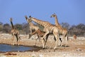 A herd of giraffes at the Klein Namutoni water hole Royalty Free Stock Photo