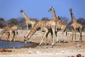 A herd of giraffes at the Klein Namutoni water hole Royalty Free Stock Photo