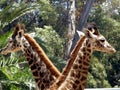 Giraffes