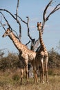 Giraffes Royalty Free Stock Photo