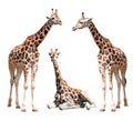 Giraffes Royalty Free Stock Photo