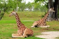 Giraffes Royalty Free Stock Photo
