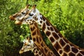 Giraffes Royalty Free Stock Photo